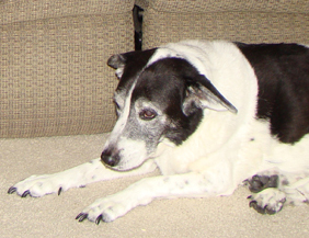 Phoebe