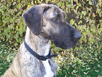 Dane